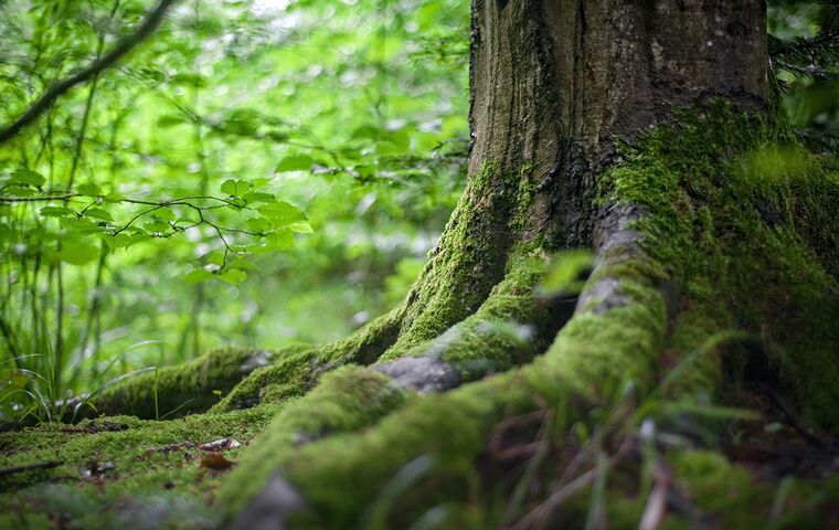 Baum